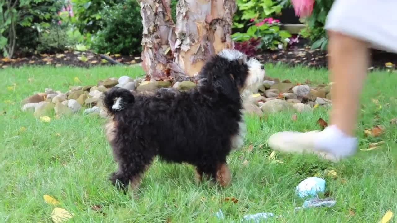 Mini Bernedoodle dogs for sale: Claire - Video 1
