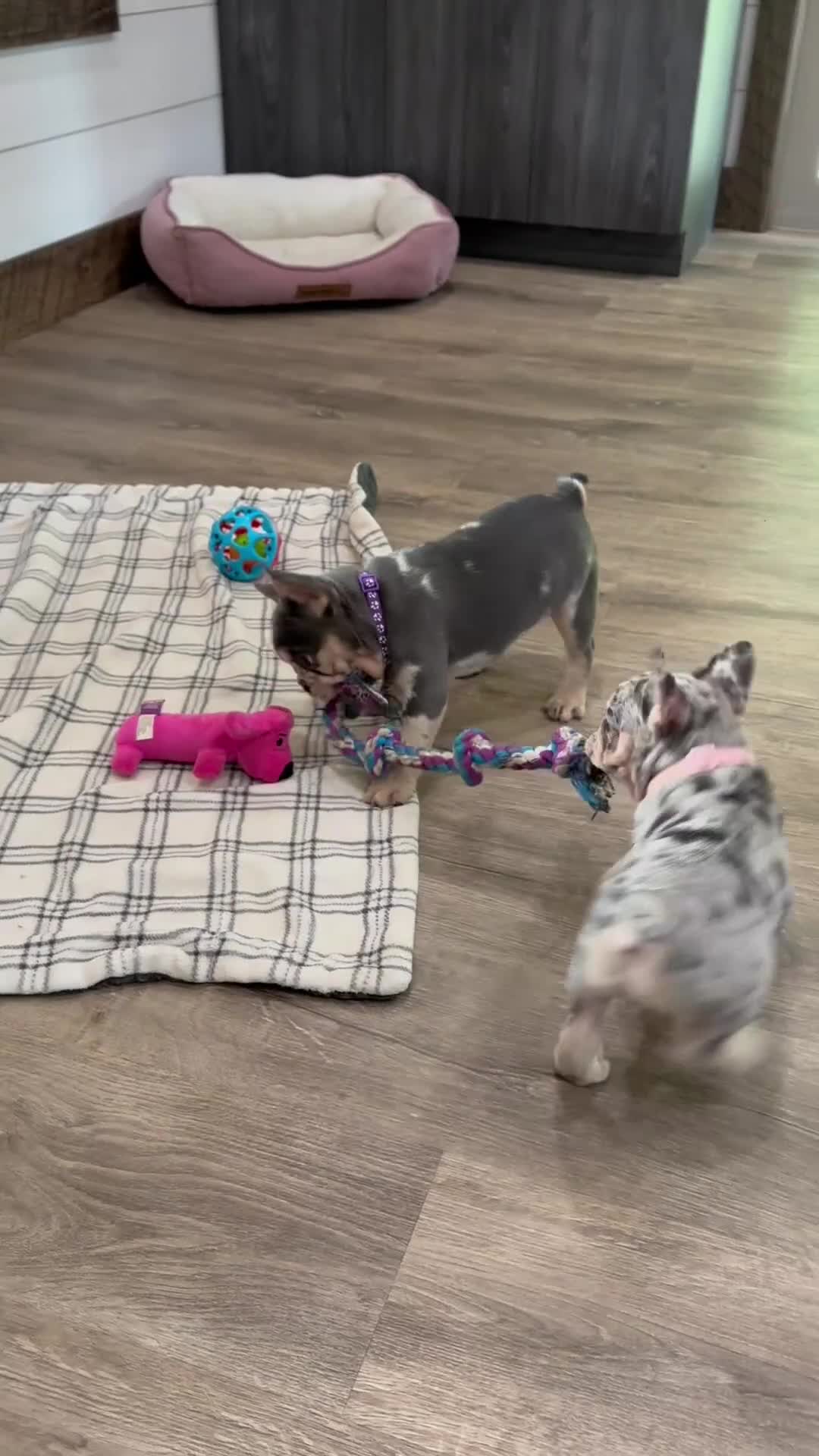 French Bulldog dogs for sale: Sophie - Video 2