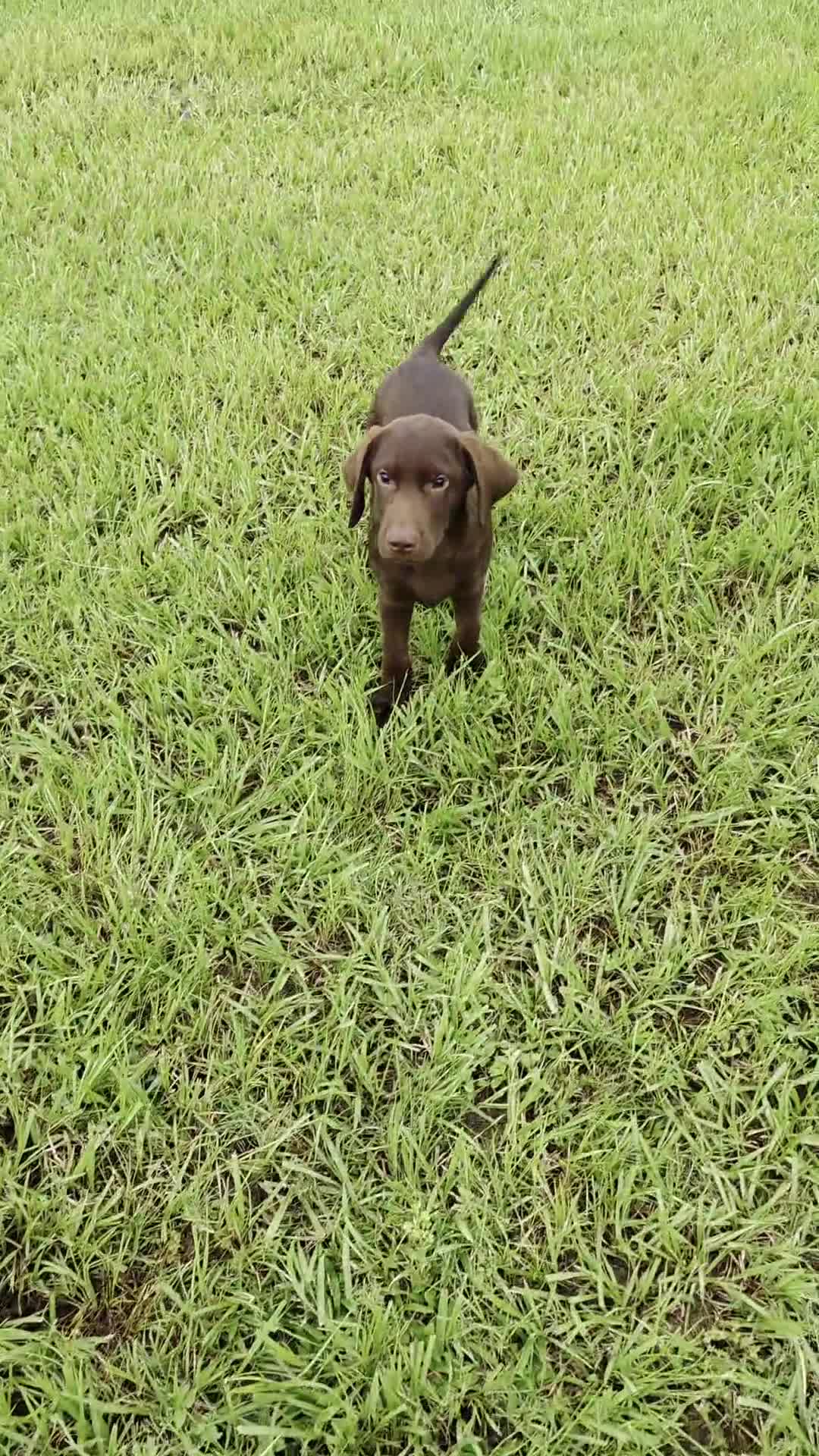 Labrador Retriever dogs for sale: Oscar - Video 1