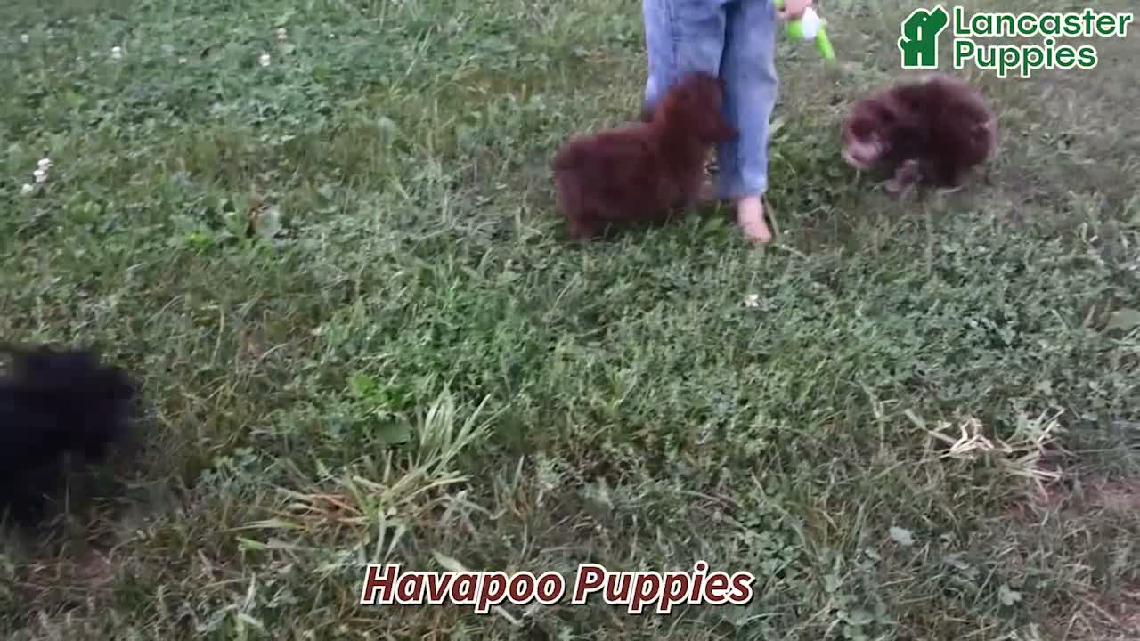 Havapoo dogs for sale: Ruby - Video 1