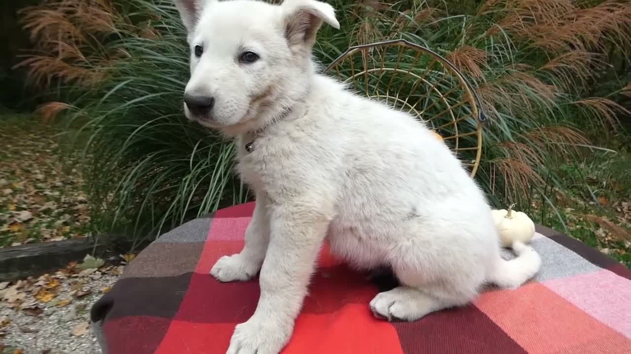 German Shepherd dogs for sale: German Shepherd 2 Sargent - Video 1