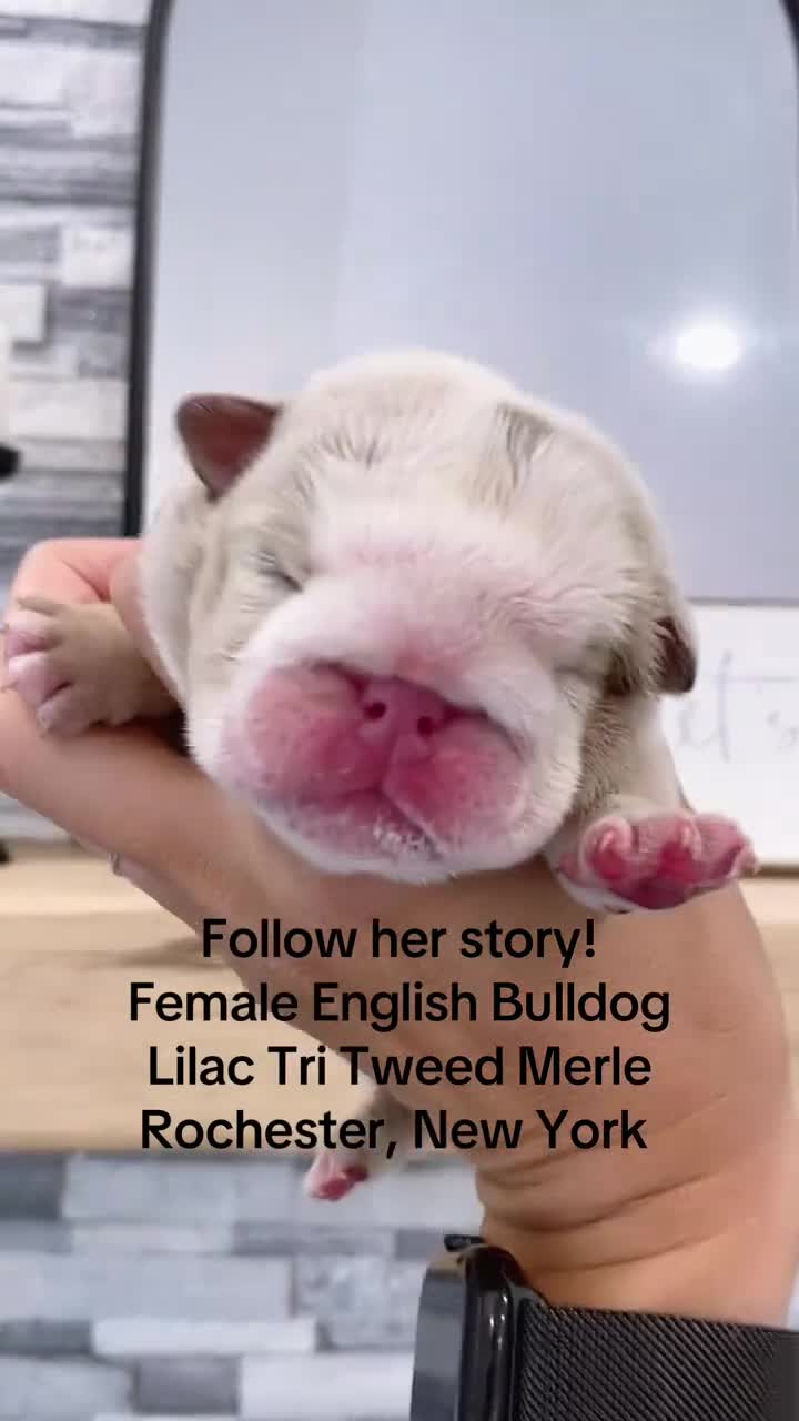 English Bulldog dogs for sale: ELOISE - Video 1
