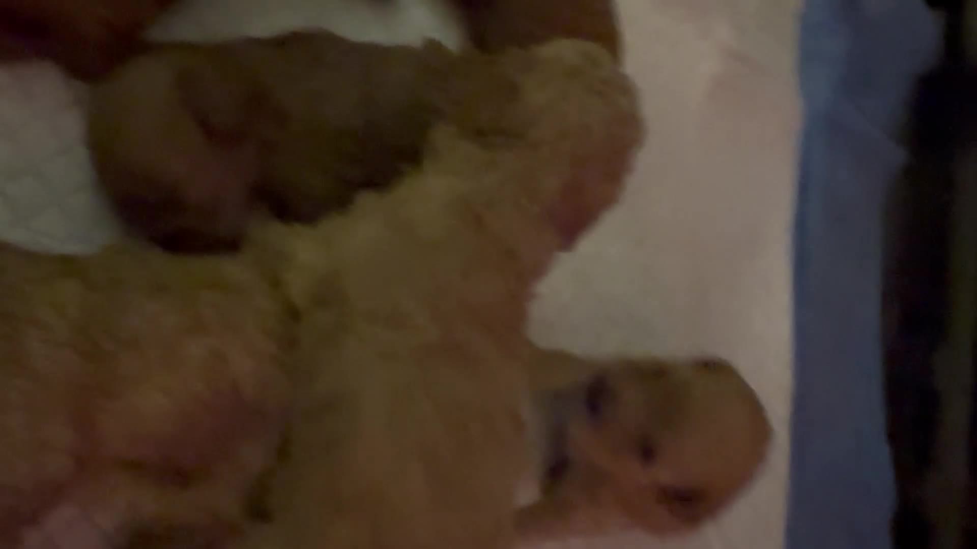 Cockapoo dogs for sale: rusty Cockapoo 3 - Video 2