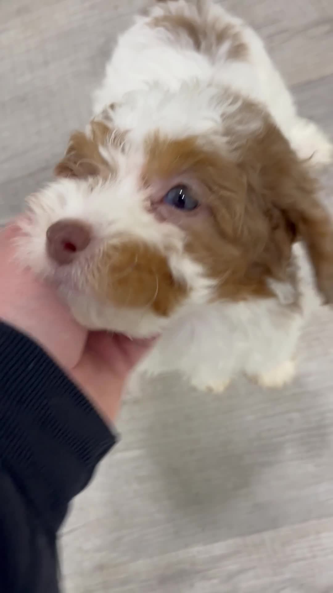 Miniature Poodle dogs for sale: Sasha - Video 1