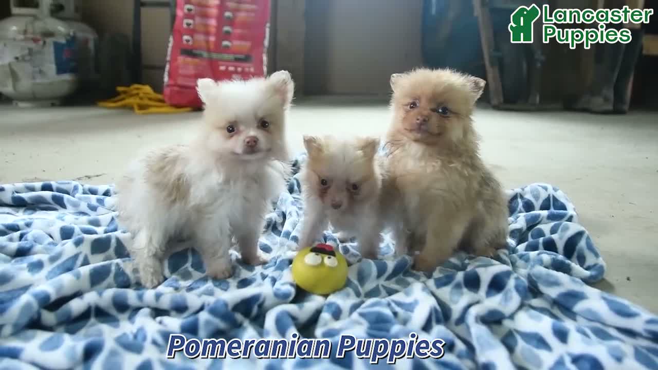 Pomeranian dogs for sale: Duncan - Video 1