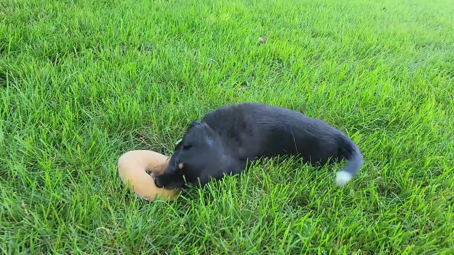 Miniature Dachshund dogs for sale: Vander - Video 2