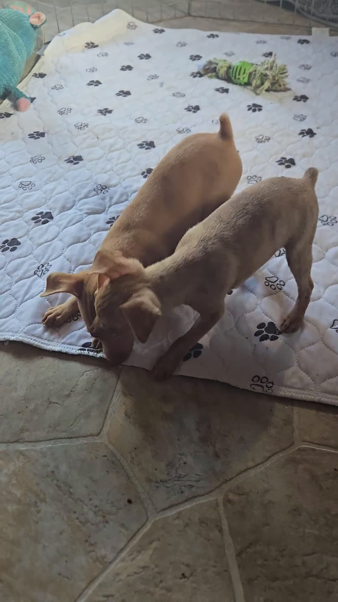 Miniature Pinscher dogs for sale: Dylan, stag chocolate merle - Video 1