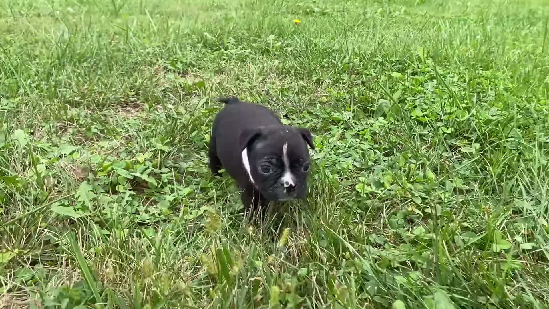 Boston Terrier dogs for sale: Glacier - Video 1