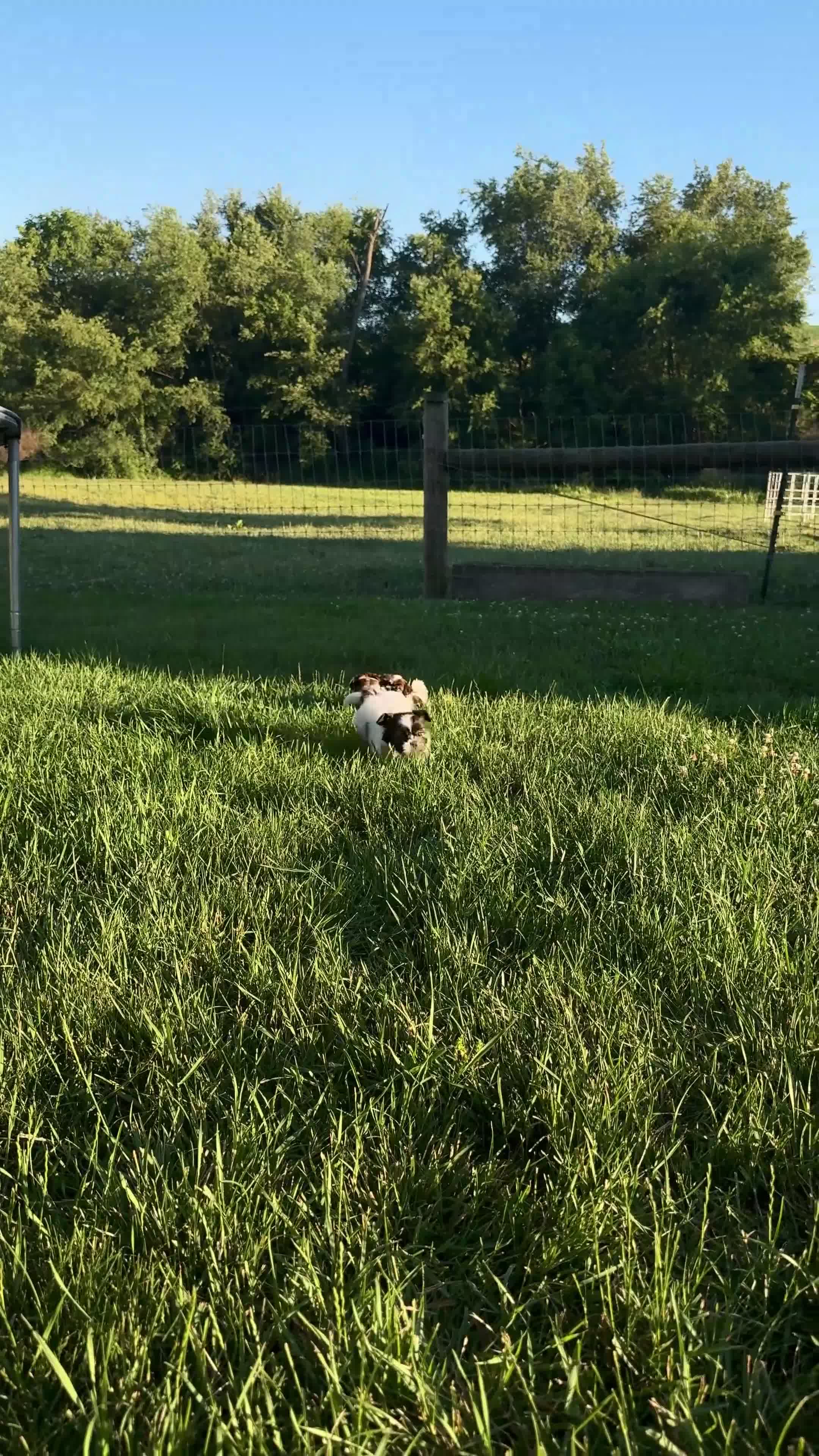 Shih Tzu dogs for sale: AKC Letti - Video 3