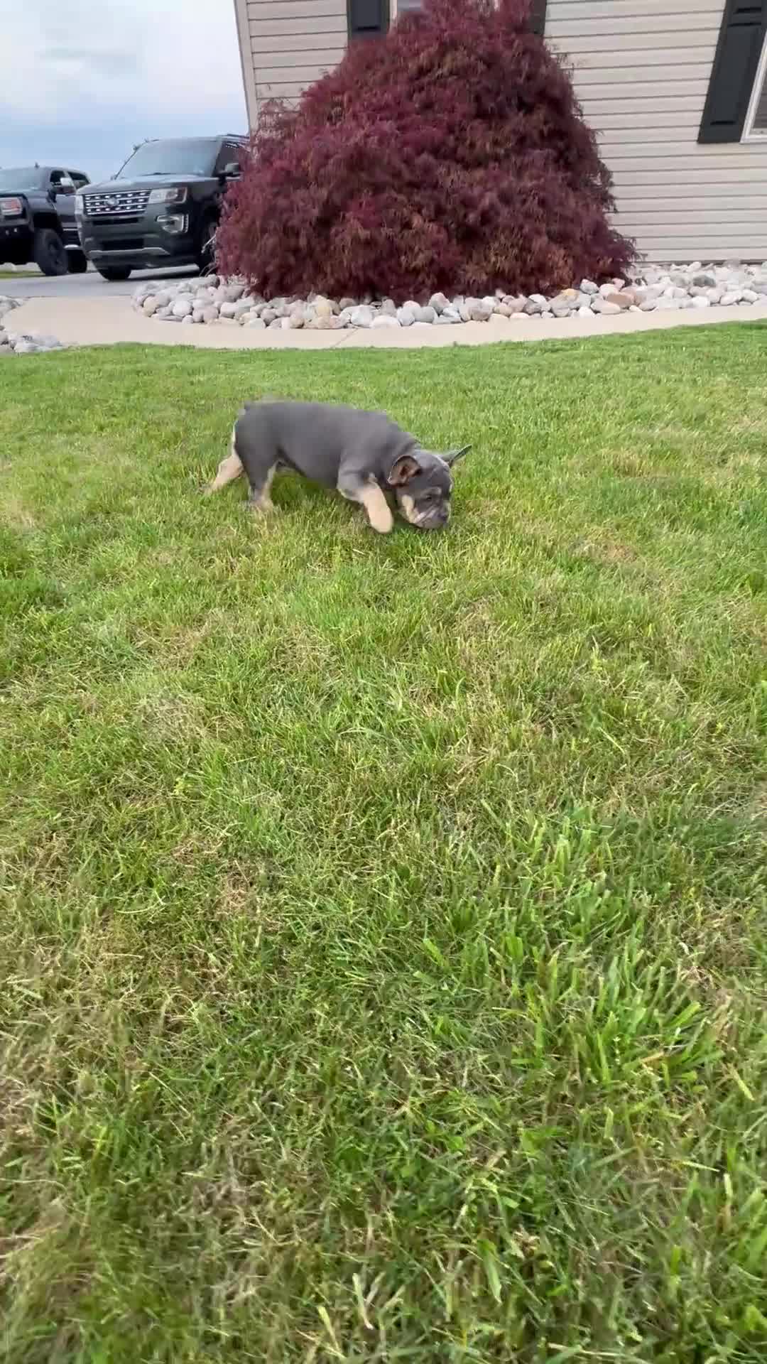 French Bulldog dogs for sale: Lola - Video 2