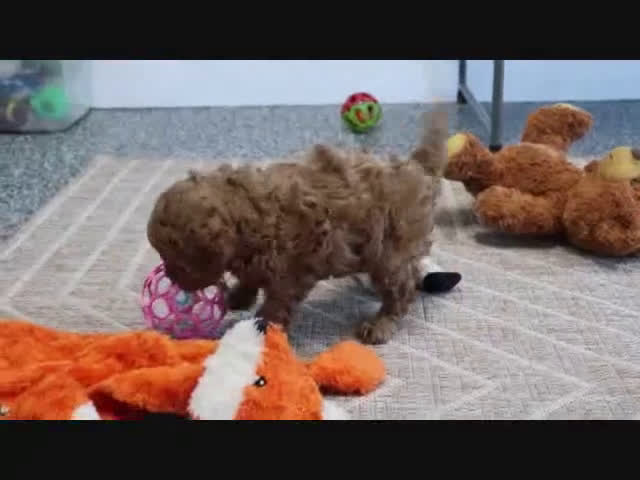 Mini Goldendoodle dogs for sale: Zachary - Video 1