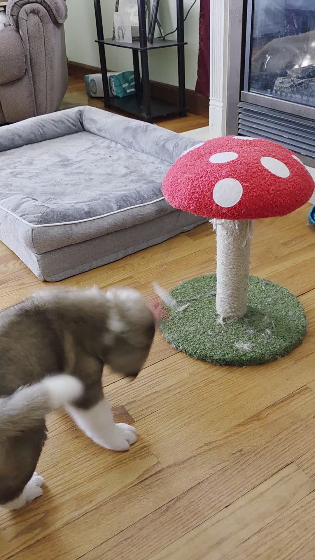 Akita dogs for sale: AKC Finn - Video 2