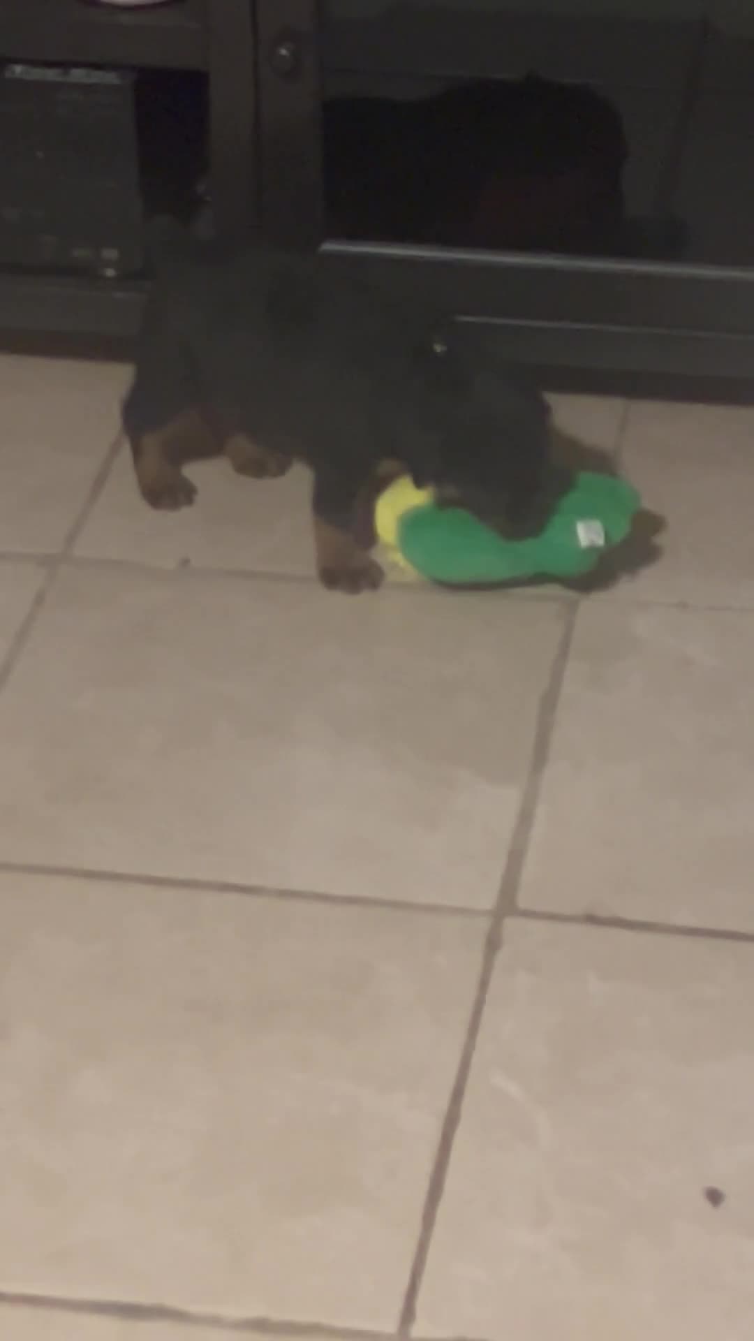 Rottweiler dogs for sale: Rottweiler 1 - Video 3