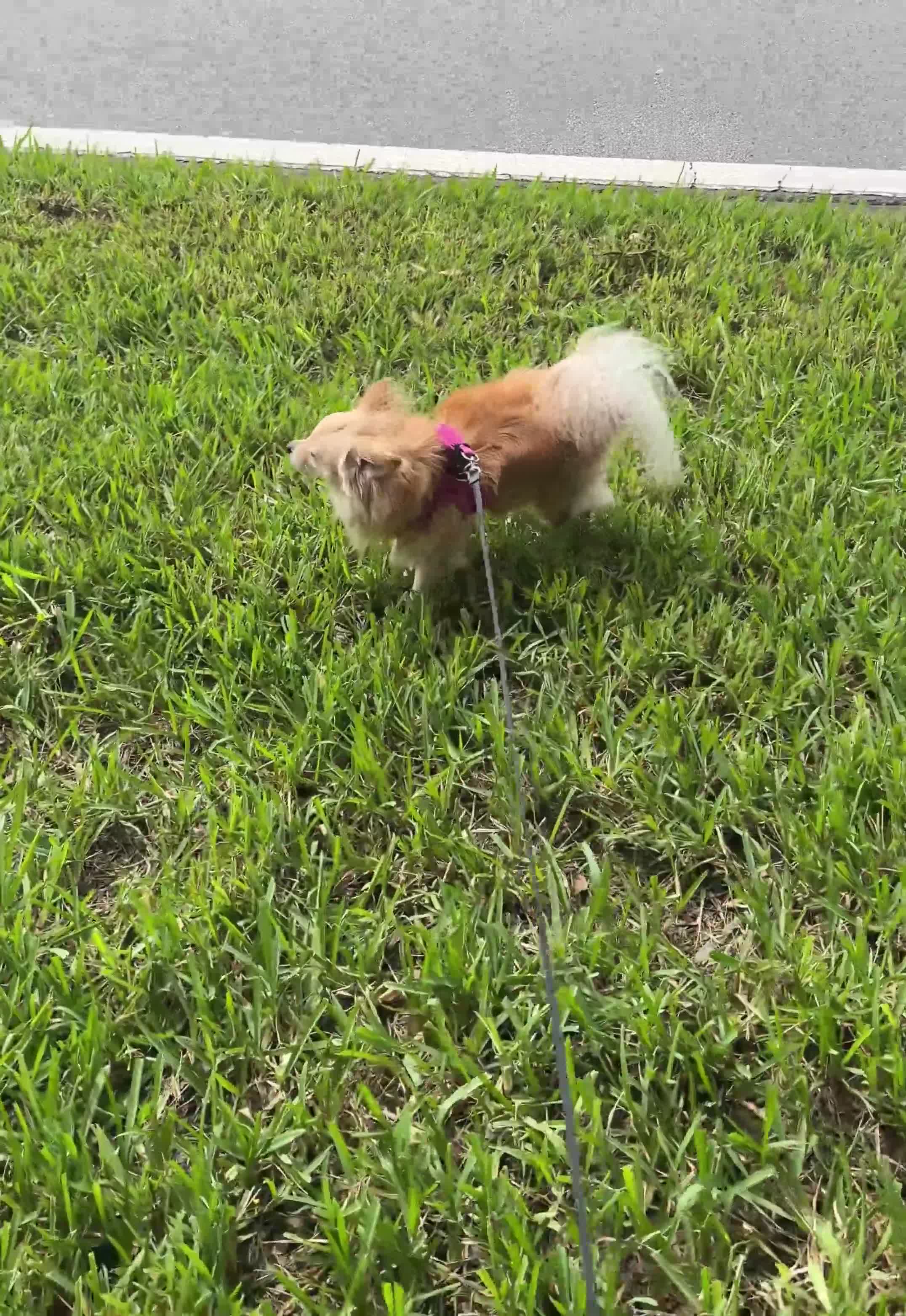 Chihuahua dogs for sale: Mello - Video 1