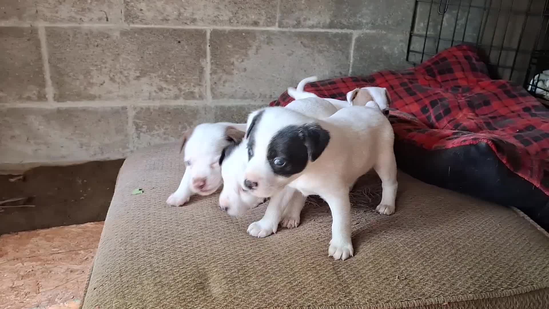 Jack Russell Terrier dogs for sale: Jack Russell Terrier 3 - Video 4