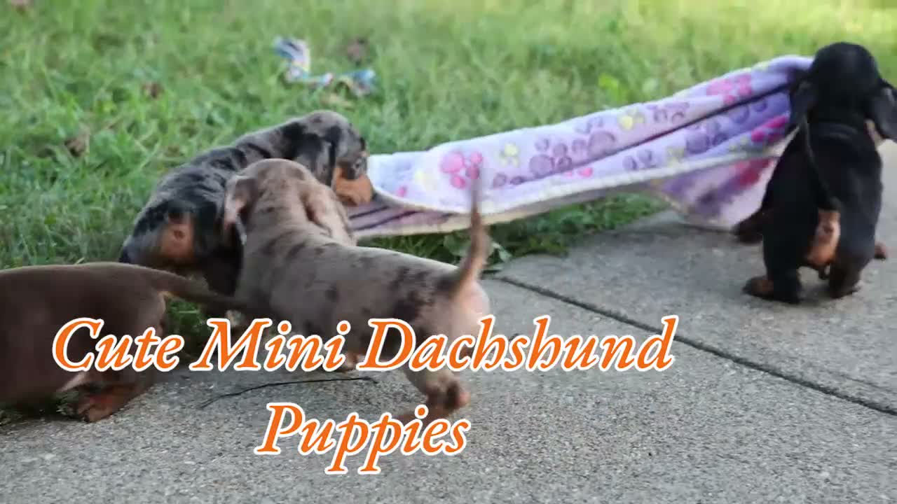Miniature Dachshund dogs for sale:  Zion💙 - Video 1