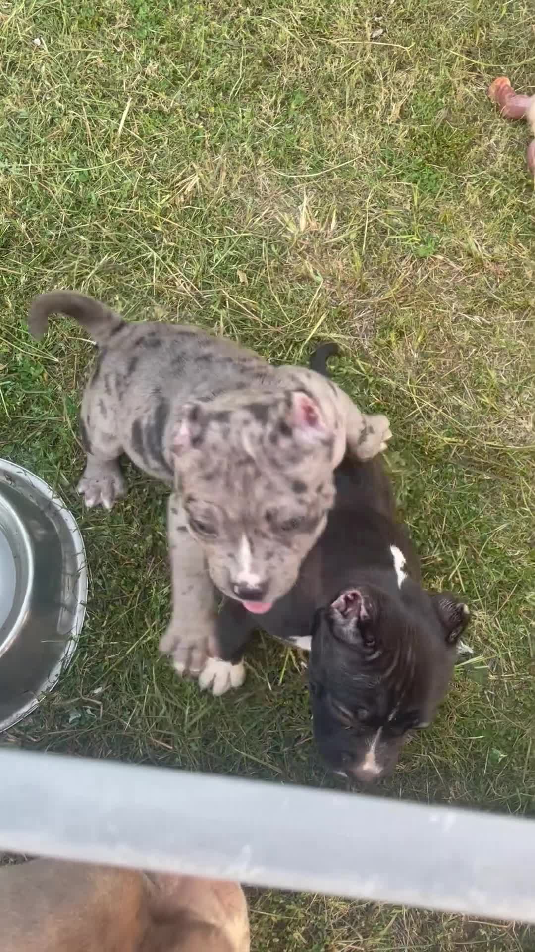 American Bully dogs for sale: American Bully 1 - Video 2