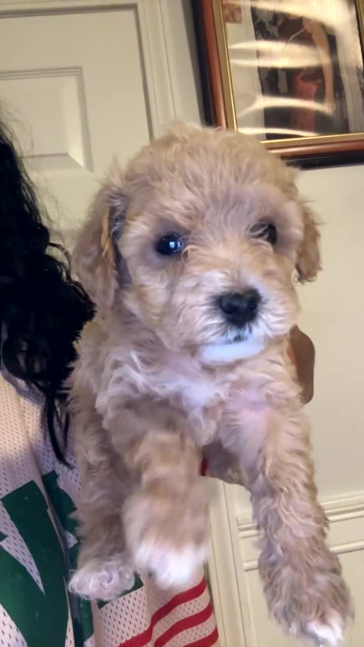 Mini Goldendoodle dogs for sale: Toy poodle  - Video 4