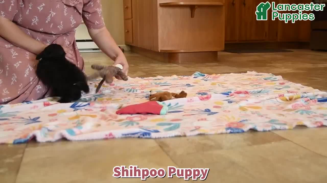 Shihpoo dogs for sale: Kiera - Video 1