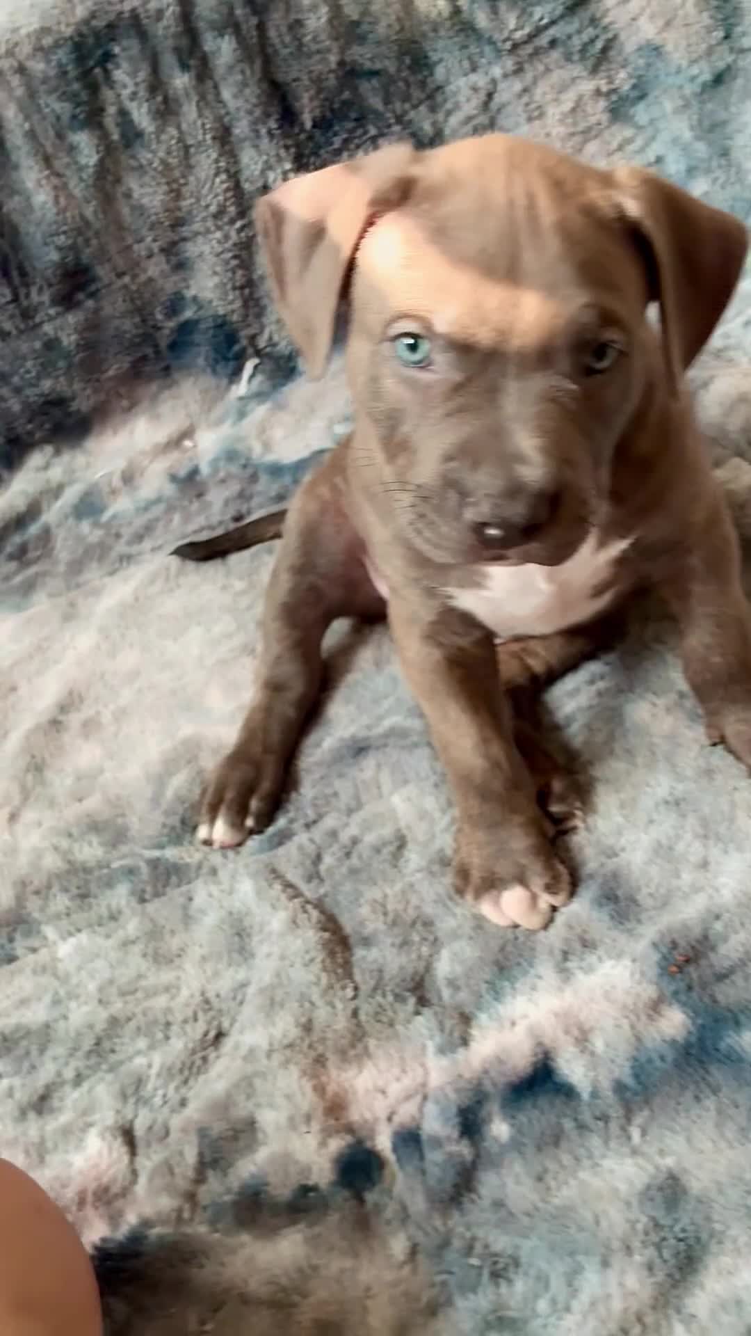 American Bully dogs for sale: American Bully (Male#1) - Video 1