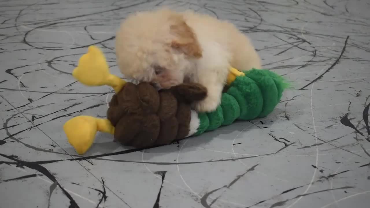 Maltipoo dogs for sale: Franklin 🐶 - Video 1