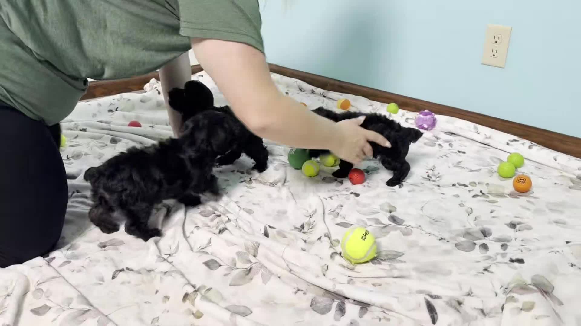 Yorkiepoo dogs for sale: Darcy - Video 1