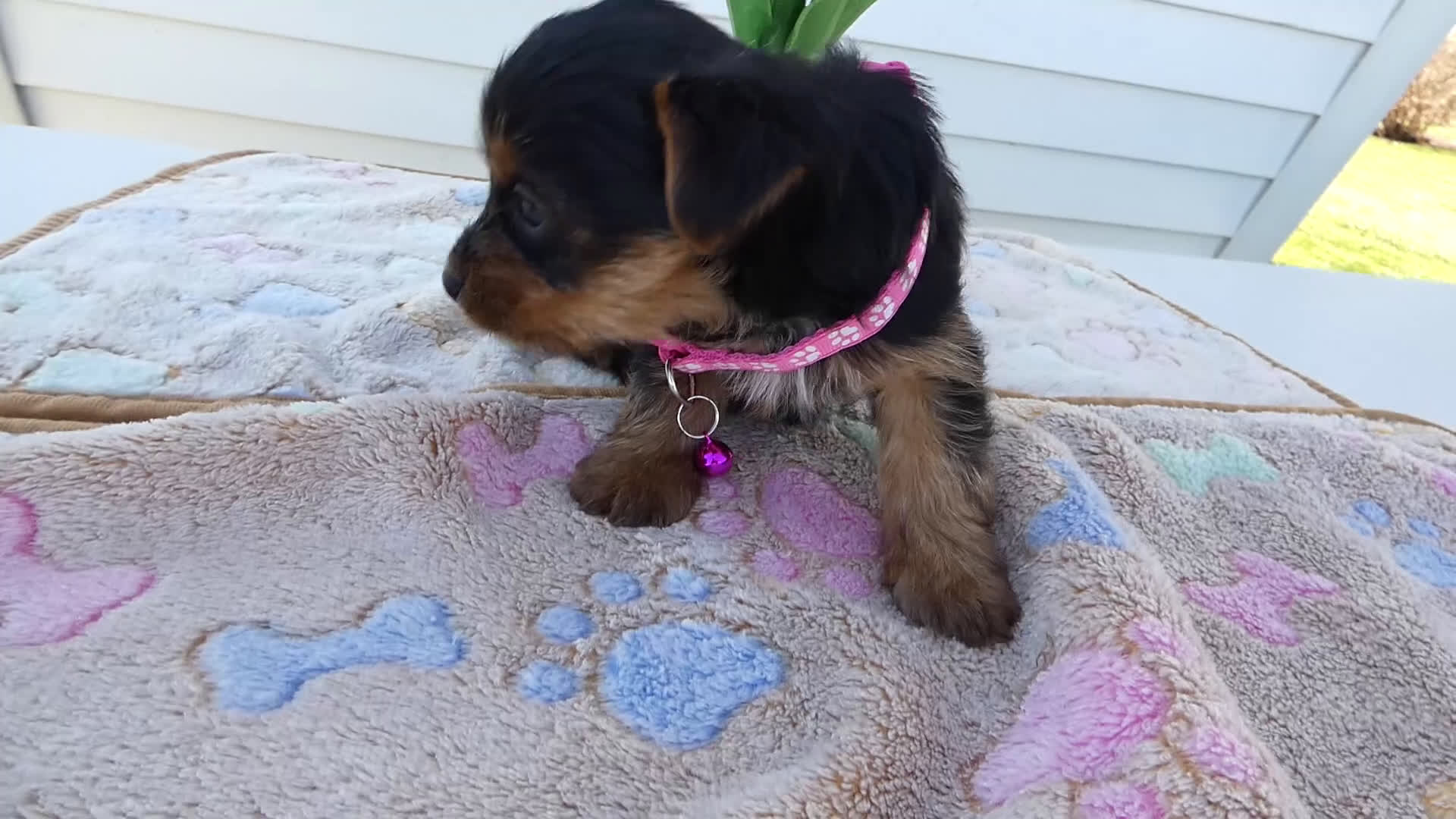 Yorkshire Terrier dogs for sale: Yorkshire Terrier Puppy 3 Tootsie - Video 1