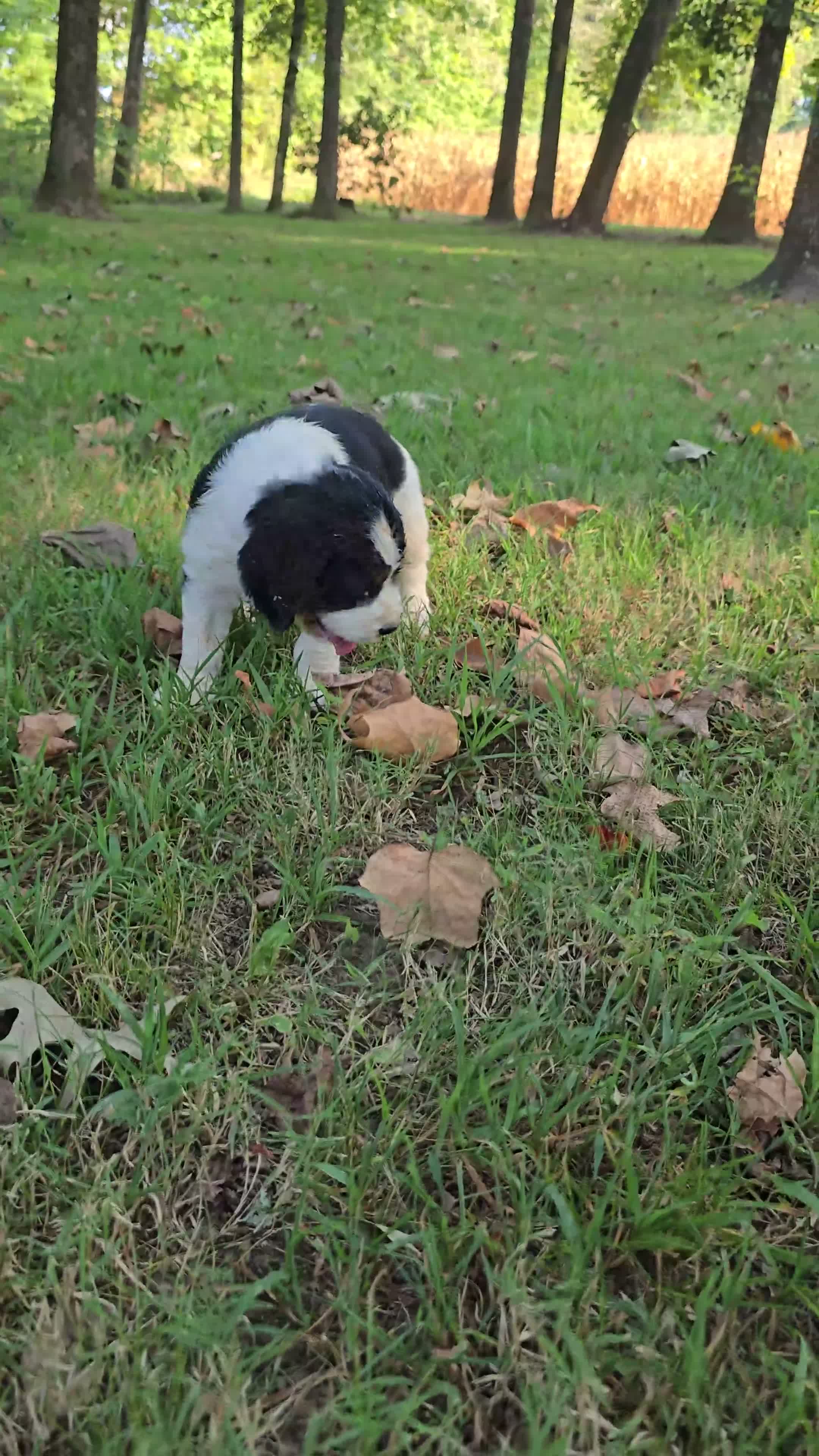 English Springer Spaniel dogs for sale: Skye - Video 1