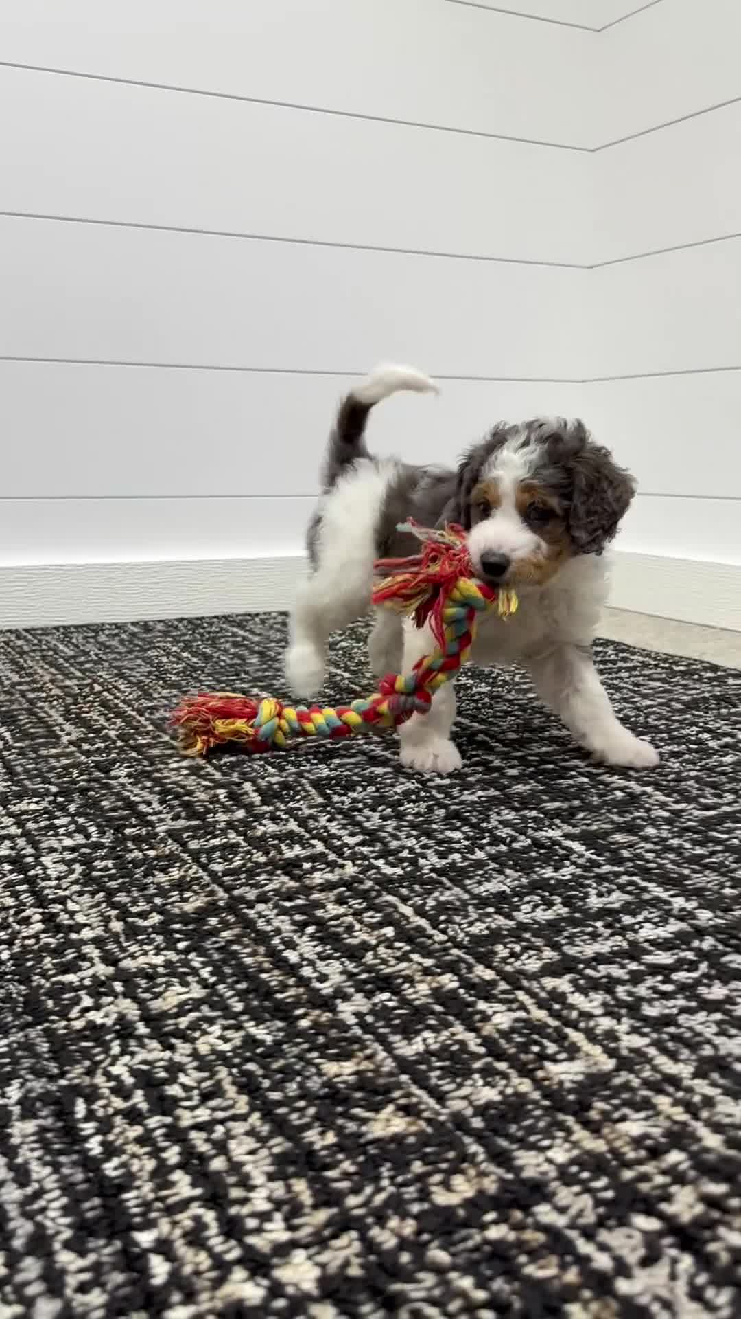 Mini Goldendoodle dogs for sale: Emma 🐶💖 - Video 1