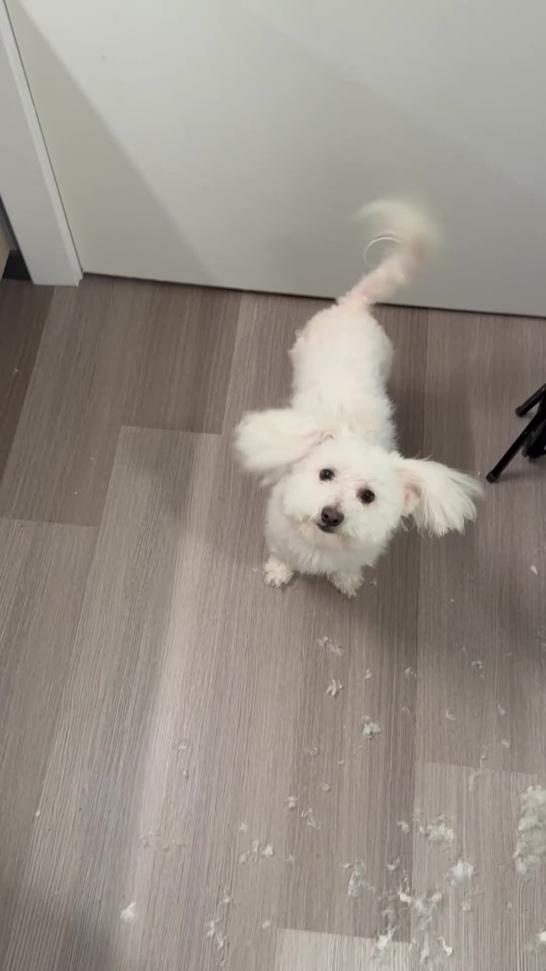 Maltese dogs for sale: Maltese Puppy 3 - Video 2
