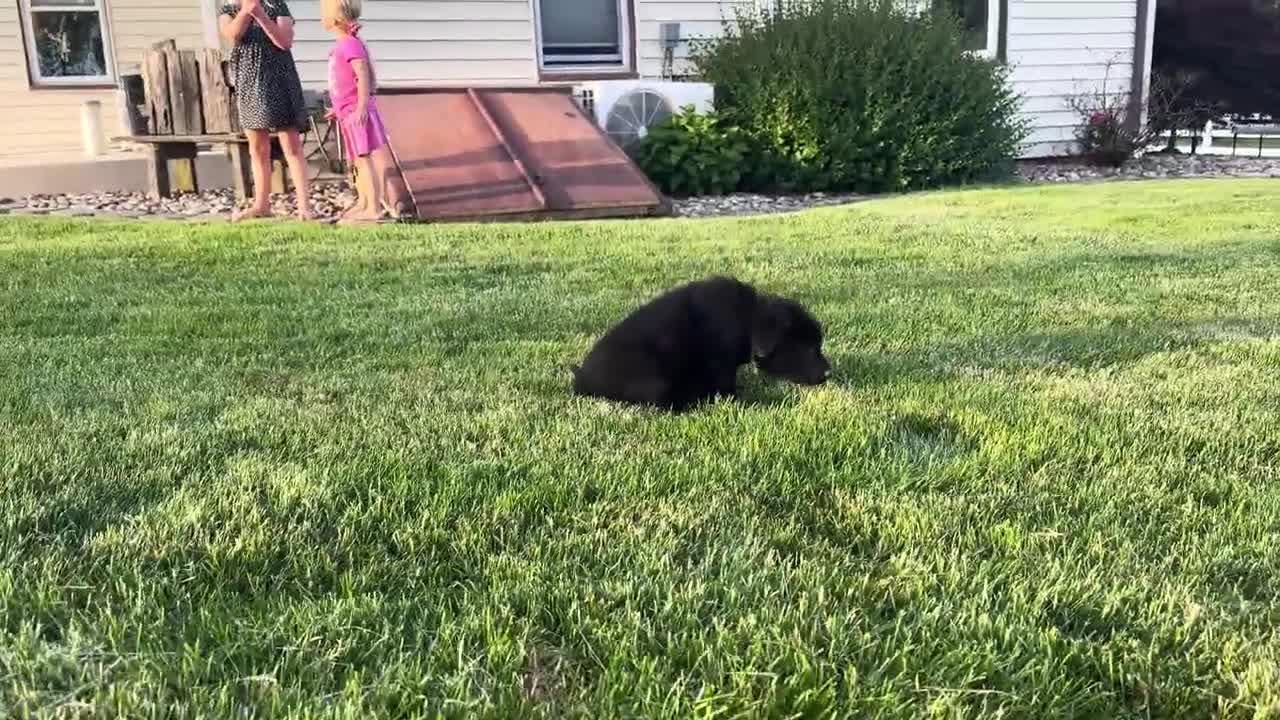 Sheprador dogs for sale: Bear - Video 1