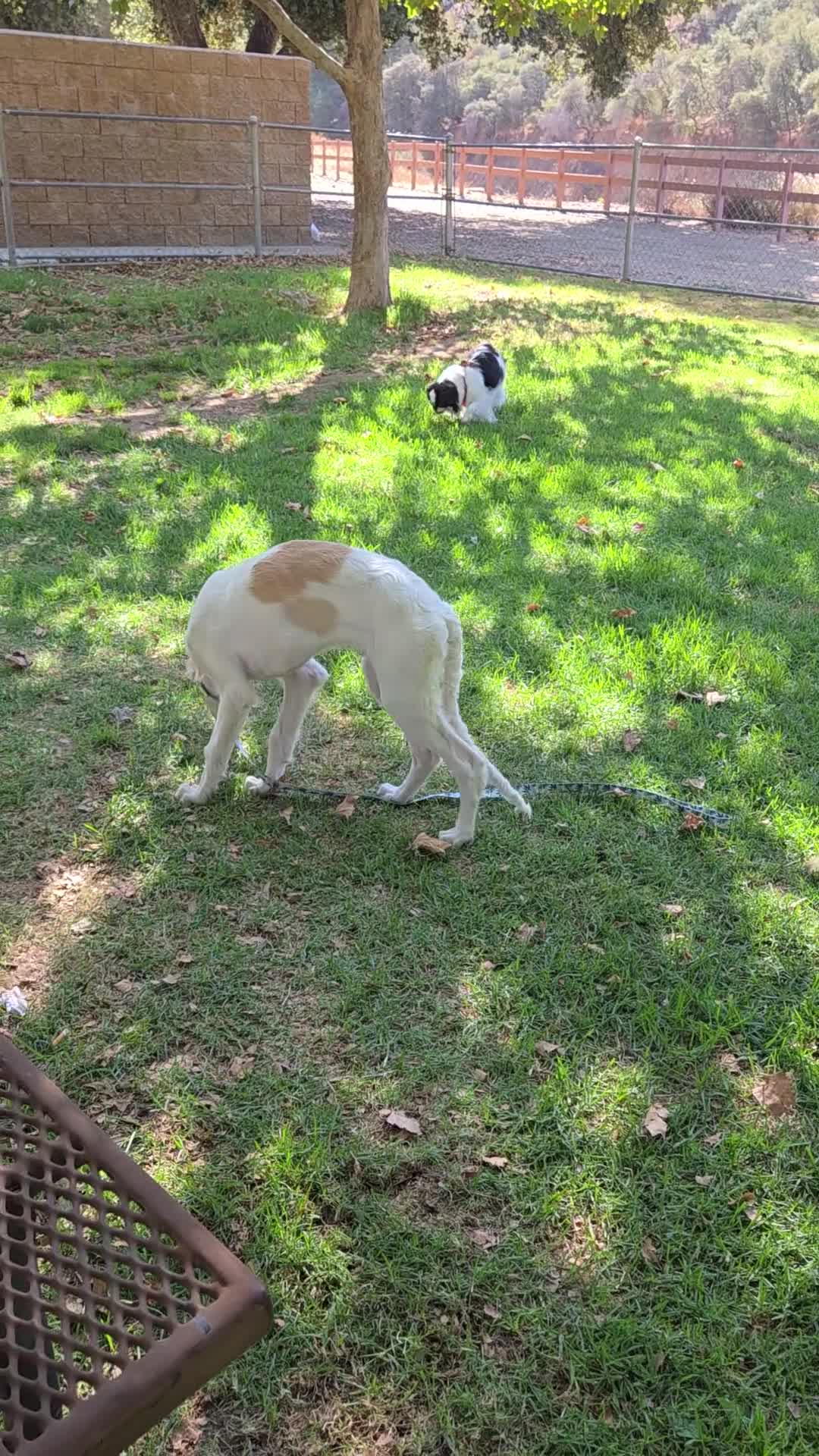 Borzoi dogs for sale: Victor - Video 2