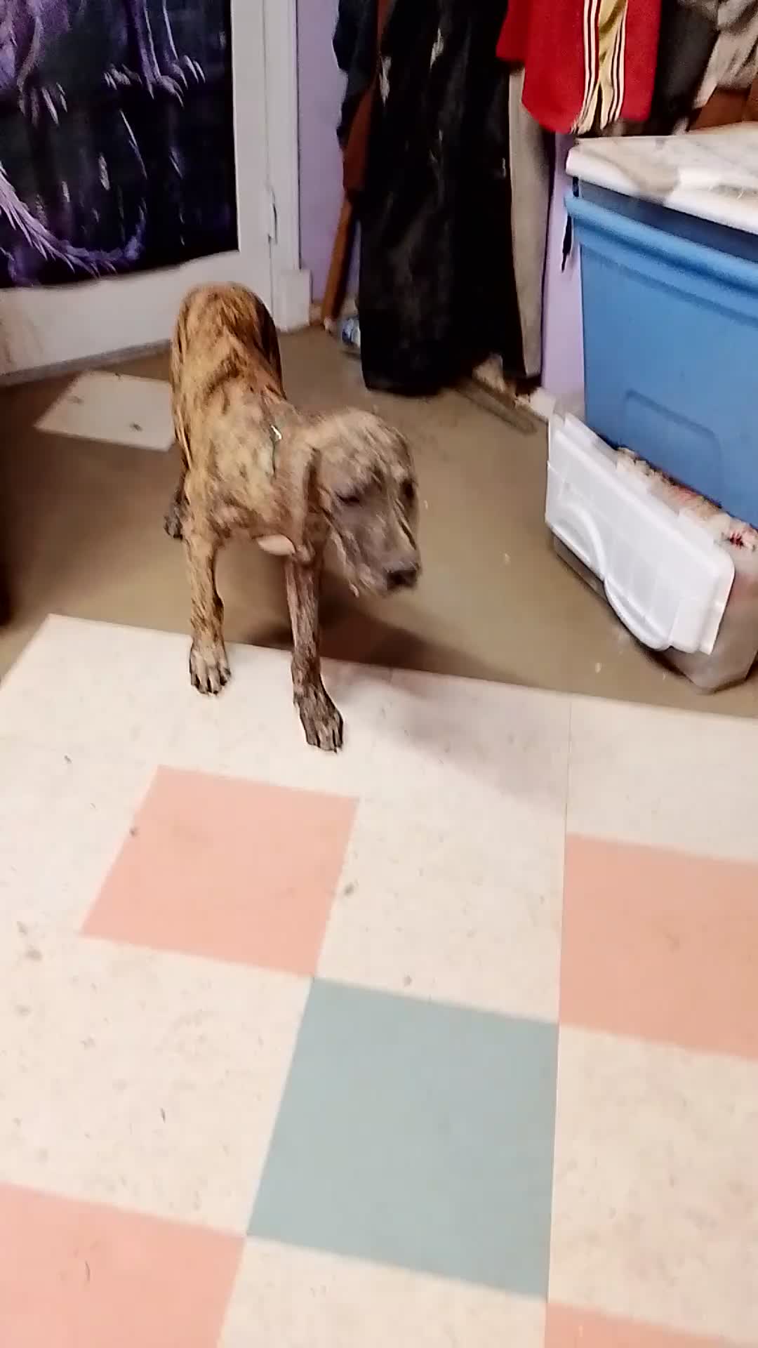 Great Dane dogs for sale: Great Dane 7 - Video 3