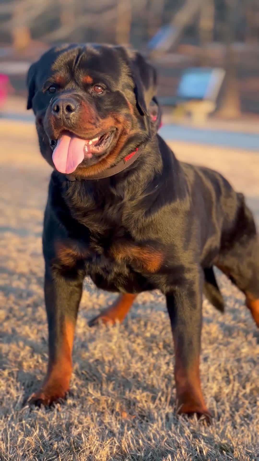 Rottweiler dogs for sale: Red Collar Male - Video 1