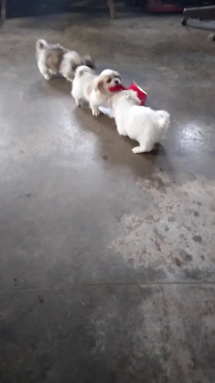 Shih Tzu dogs for sale: Karter - Video 1