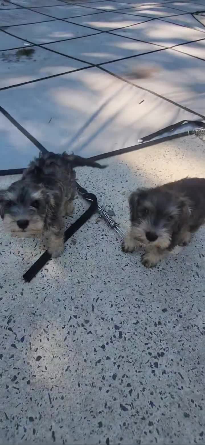 Miniature Schnauzer dogs for sale: Happy - Video 1