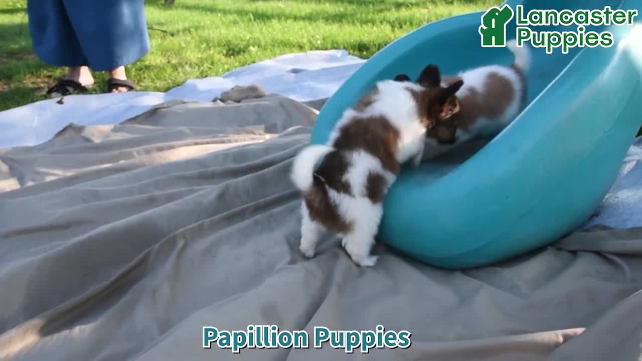 Papillon dogs for sale: Trooper - Video 1