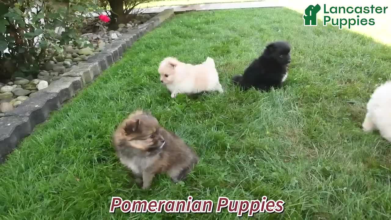 Pomeranian dogs for sale: Porter - Video 1