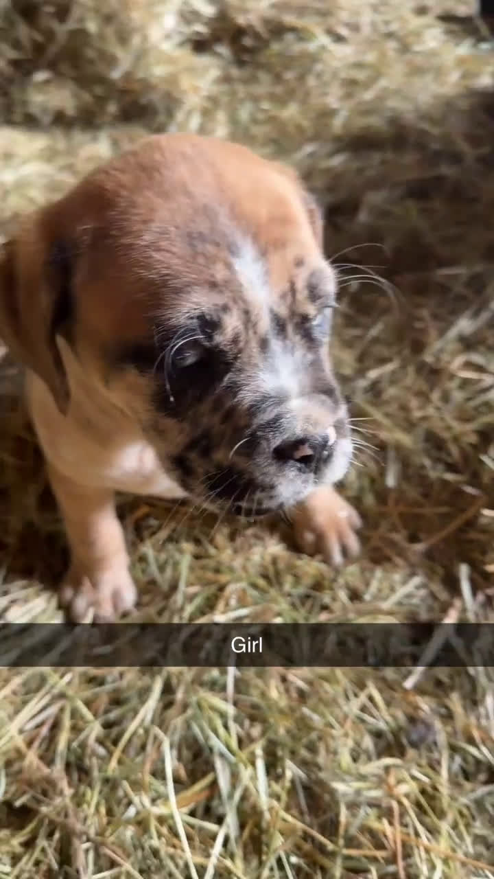 English Mastiff dogs for sale: English Mastiff Puppy 3 - Video 1