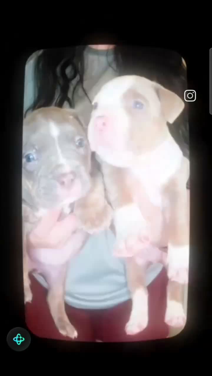 American Bully dogs for sale: American Bully 2 - Video 1