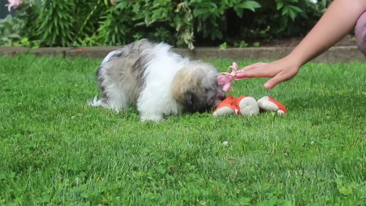 Havanese dogs for sale: Susie - Video 1