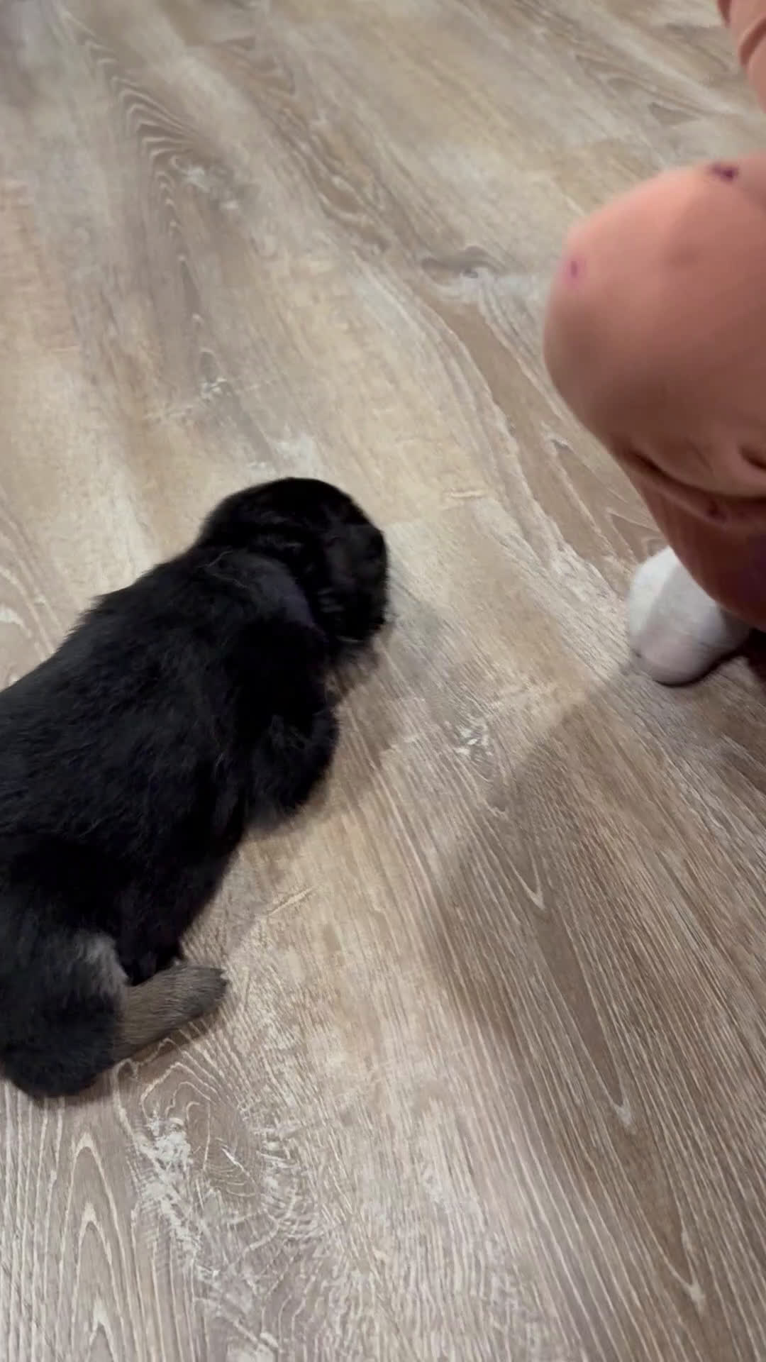 German Shepherd dogs for sale: German Shepherd Puppy 5 - Video 1