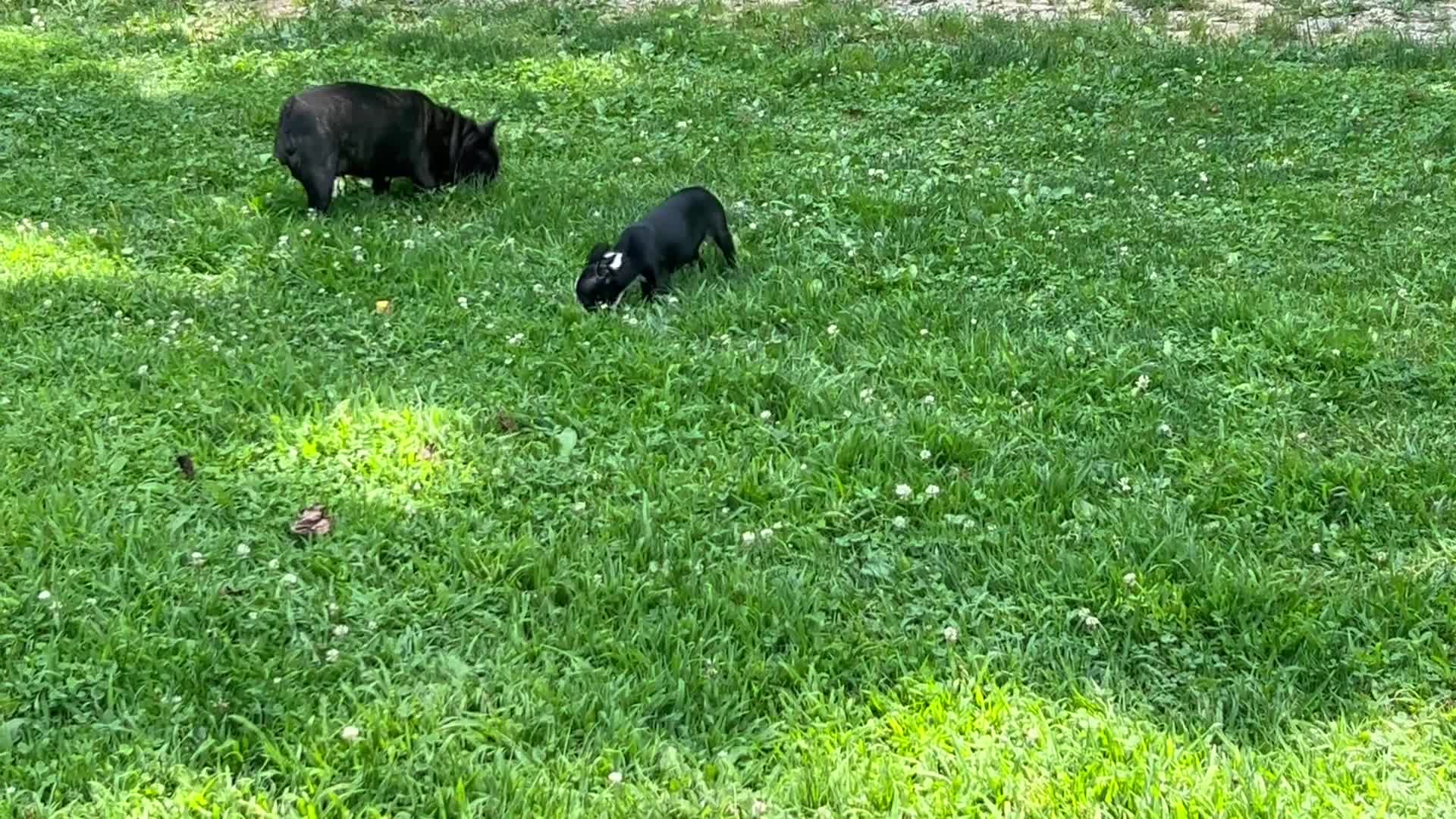 Boston Terrier dogs for sale: SALE PENDING - Video 2
