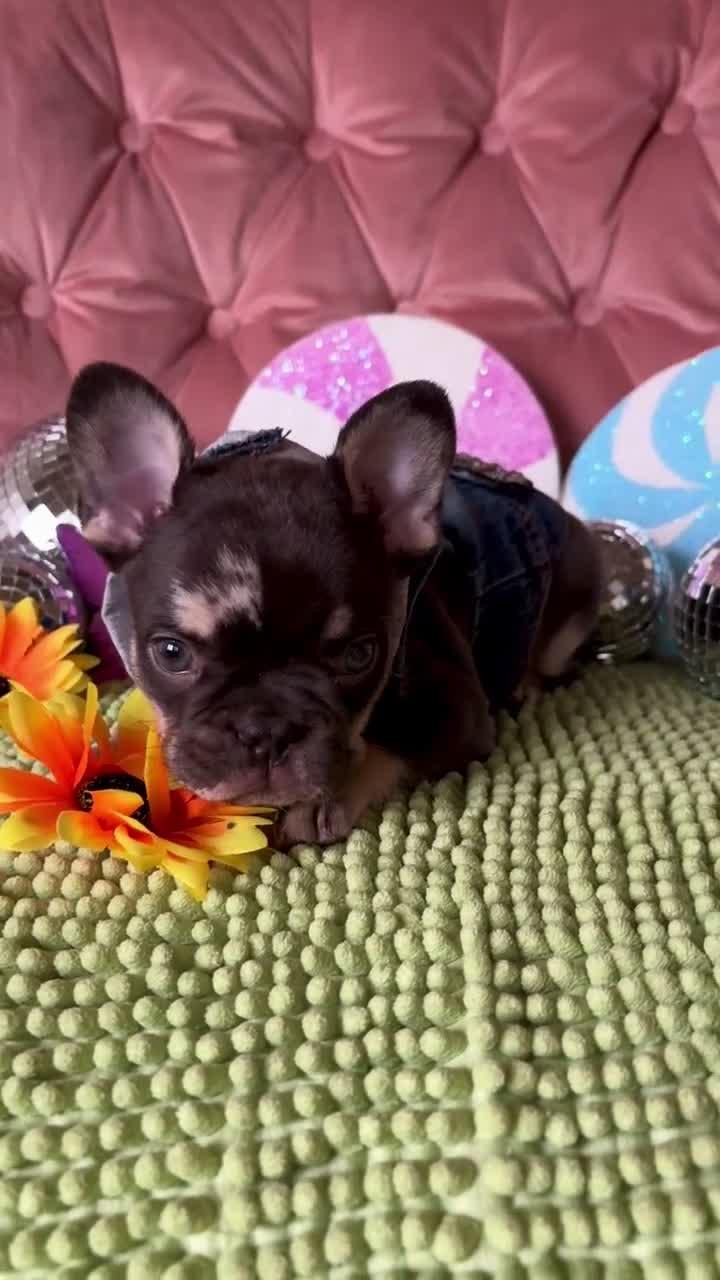 French Bulldog dogs for sale: French Bulldog 1 - Video 1