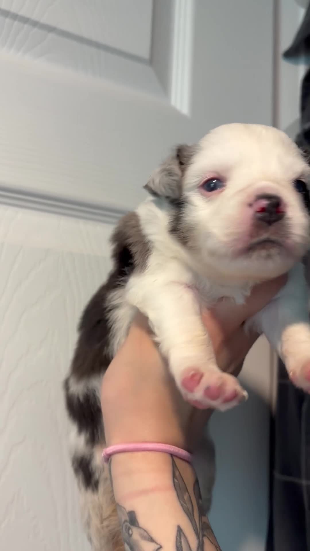 Miniature Australian Shepherd dogs for sale: Miniature Australian Shepherd Puppy #2 - Video 1