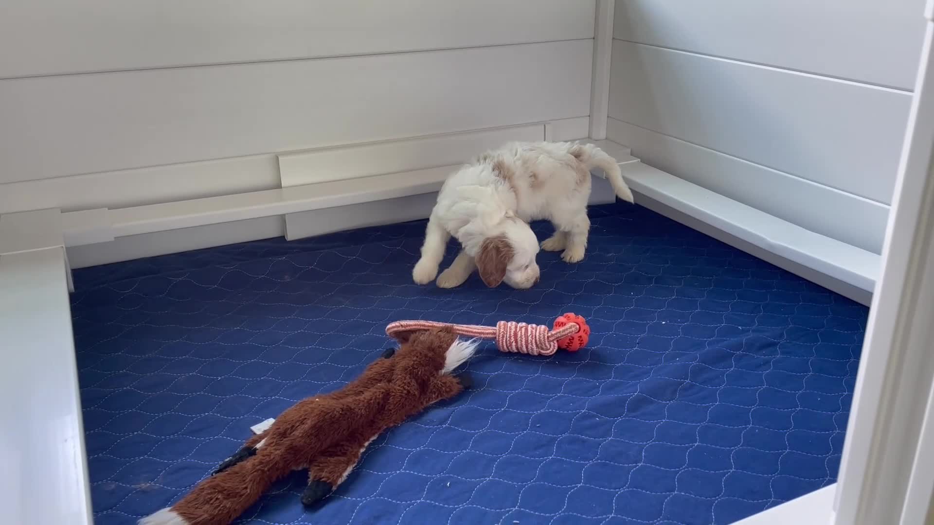 Mini Goldendoodle dogs for sale: Ms. Ashley - Video 1