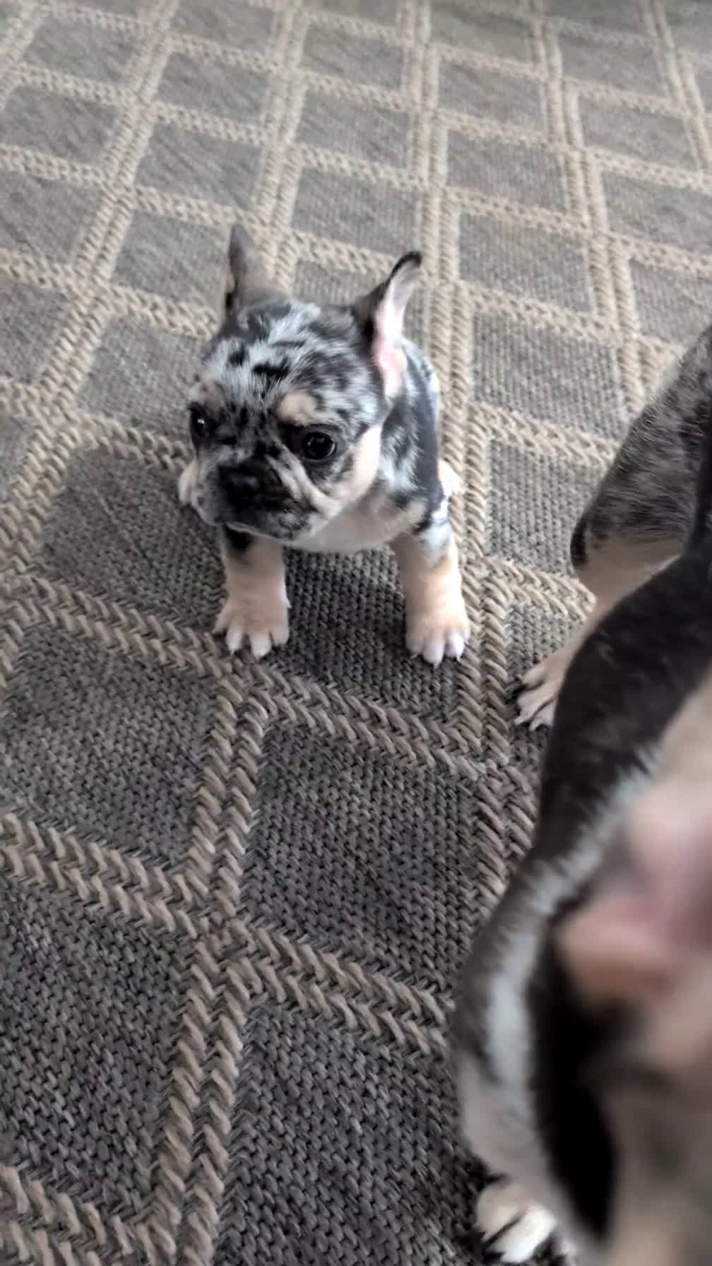 French Bulldog dogs for sale: Shiloh - Video 1