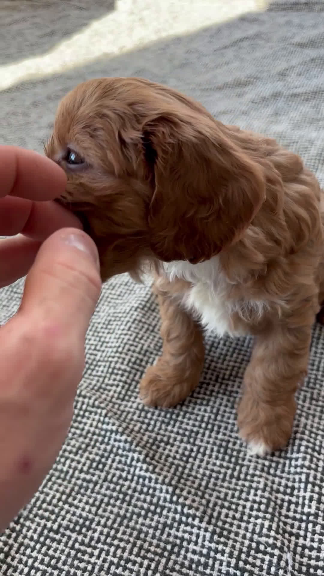 Cavapoo dogs for sale: Sky - Video 6