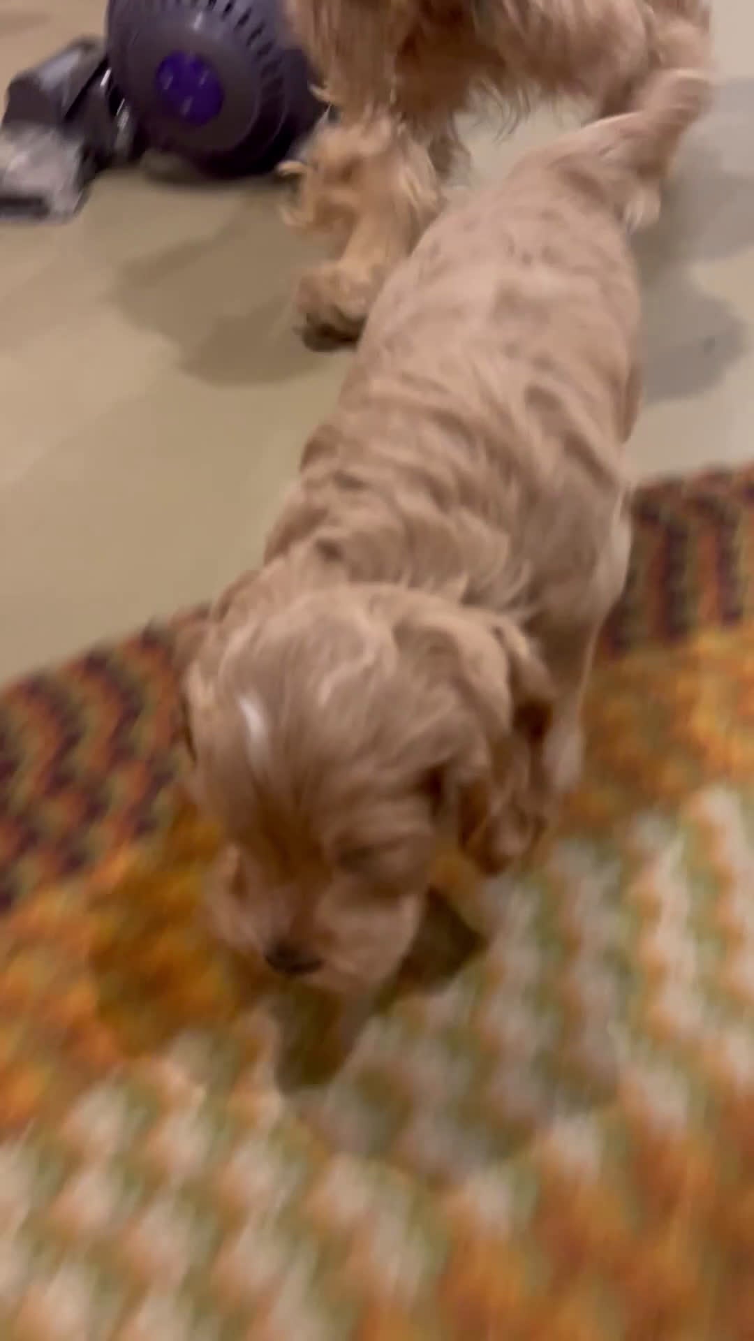 Cockapoo dogs for sale: Bonnie - Video 1