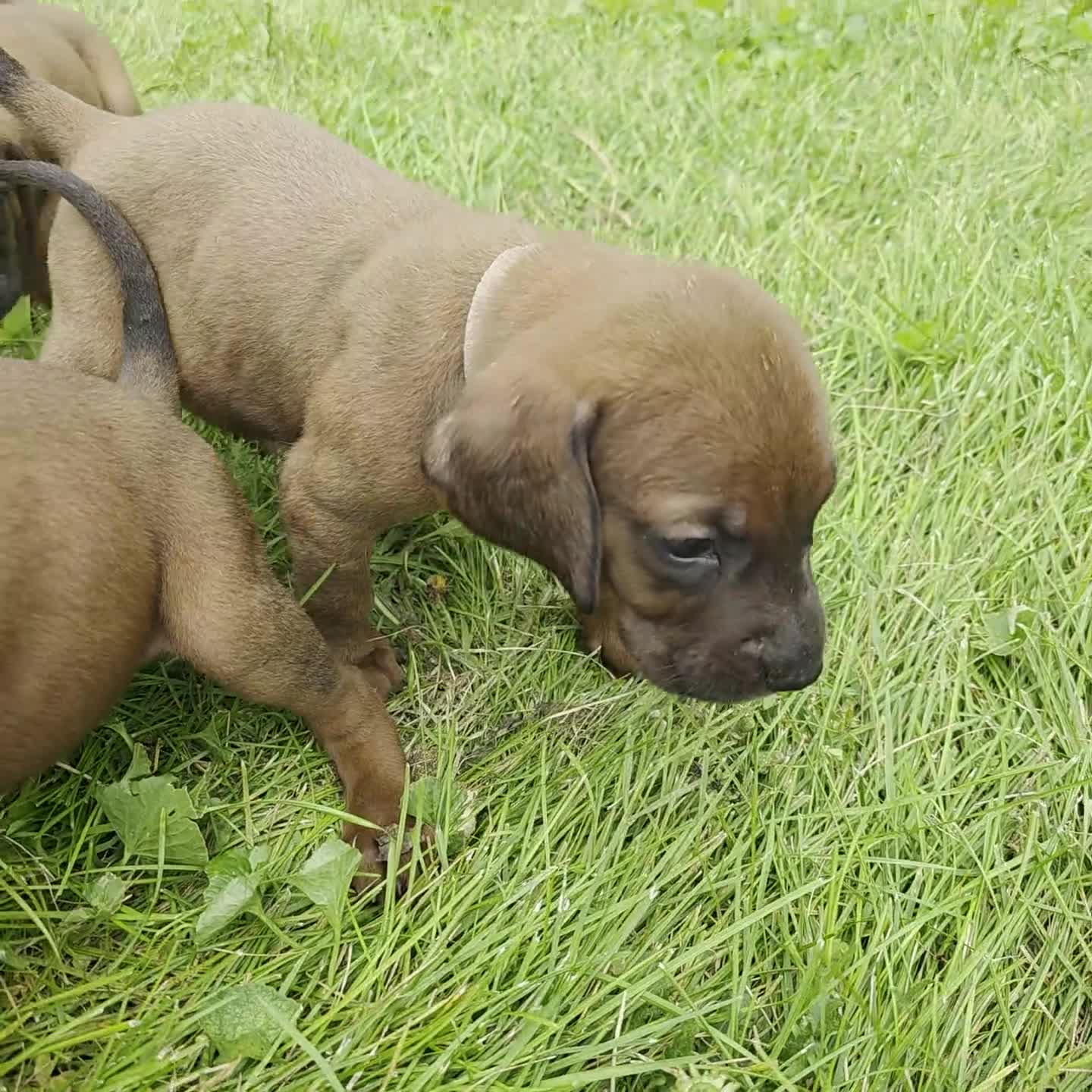 Redbone Coonhound dogs for sale: Redbone Coonhound 9(black) - Video 4